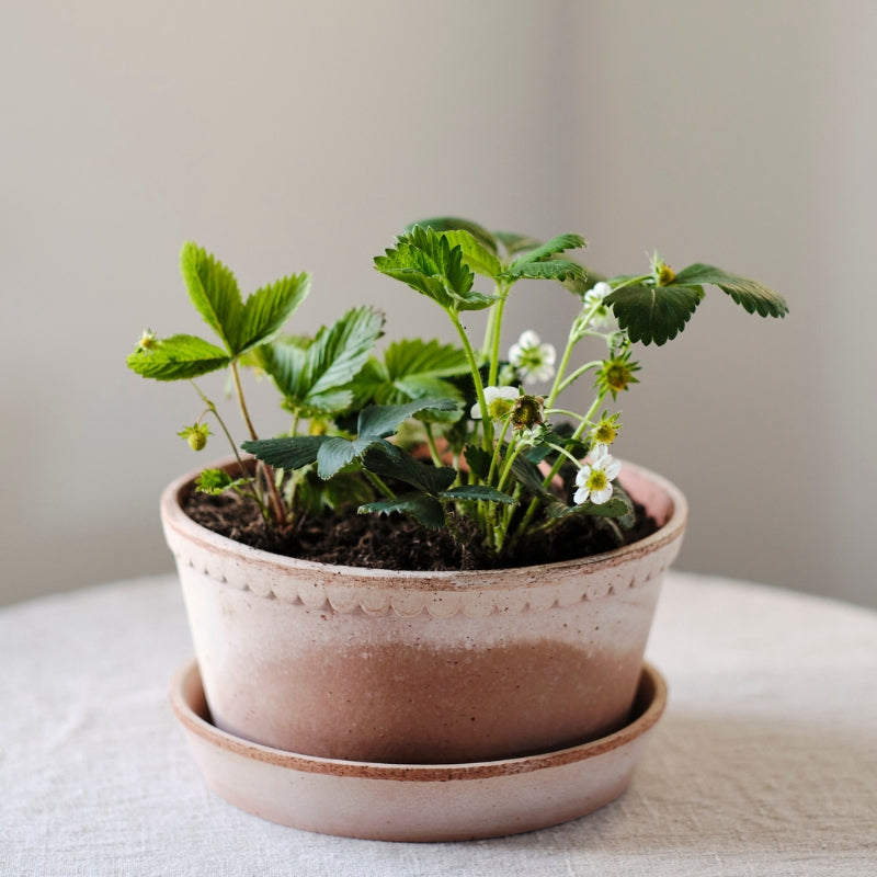 Helena terracotta low pot