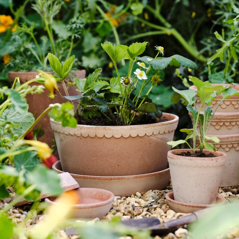 Helena terracotta low pot