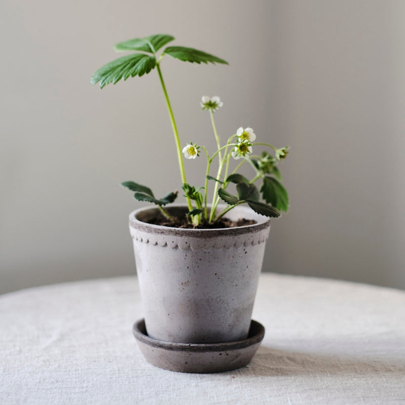 Helena terracotta pot