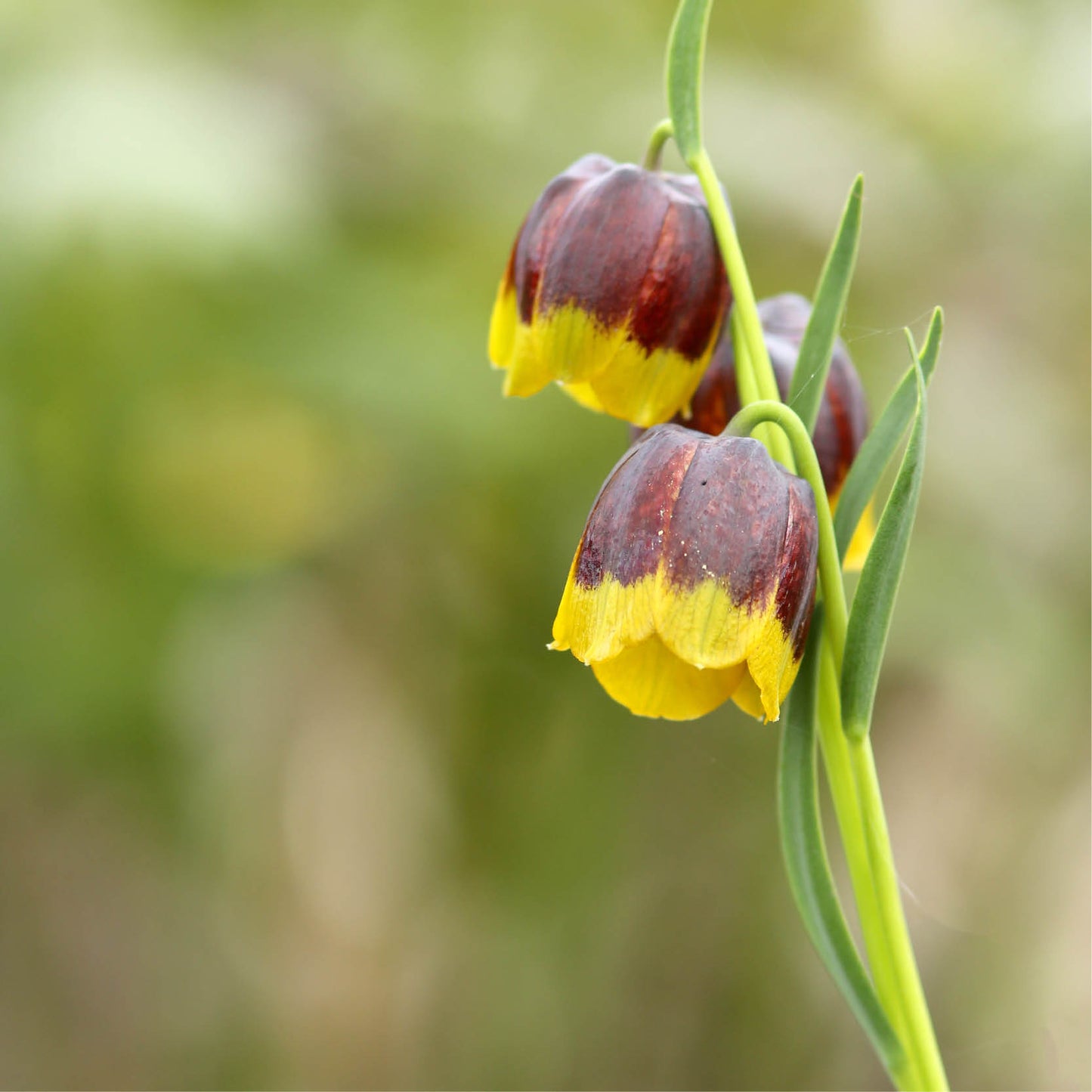 Fritillaria uva-vulpis (fox's grape fritillary, 20 bulbs)