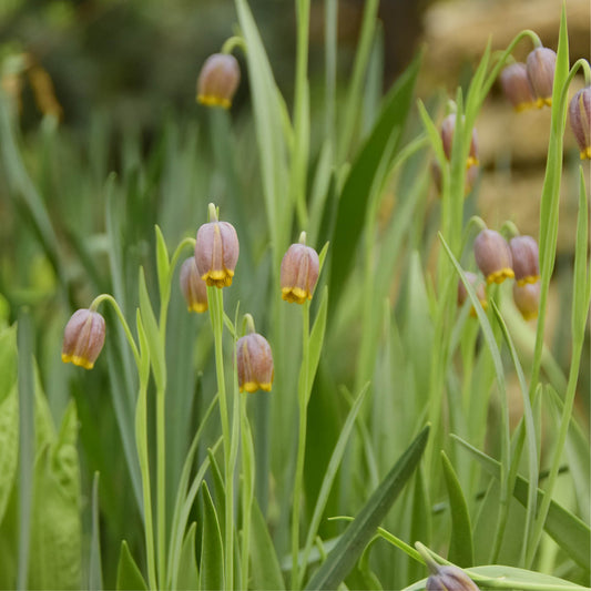 Fritillaria uva-vulpis (fox's grape fritillary, 20 bulbs)