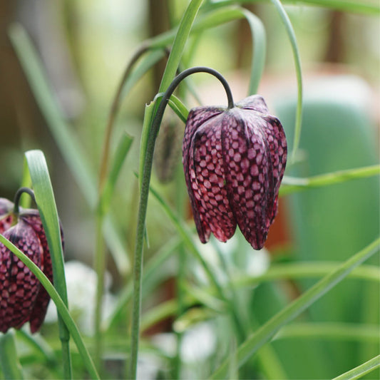 Fritillaria meleagris (fritillary, 20 bulbs)