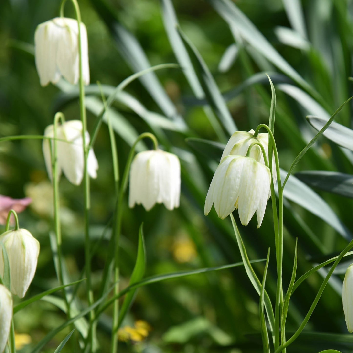 Fritillaria meleagris 'Alba' (fritillary, 20 bulbs)