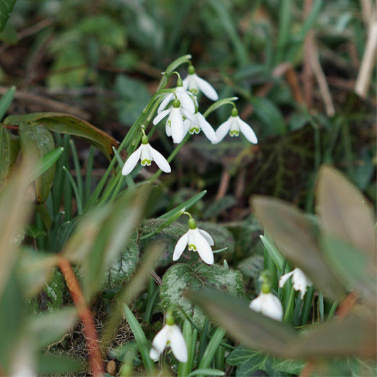 Galanthus elwesii (snowdrop, 10 bulbs)