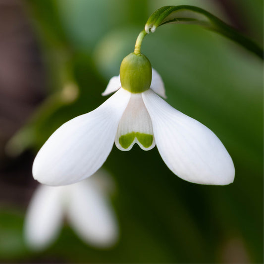 Galanthus woronowii (snowdrop, 10 bulbs)