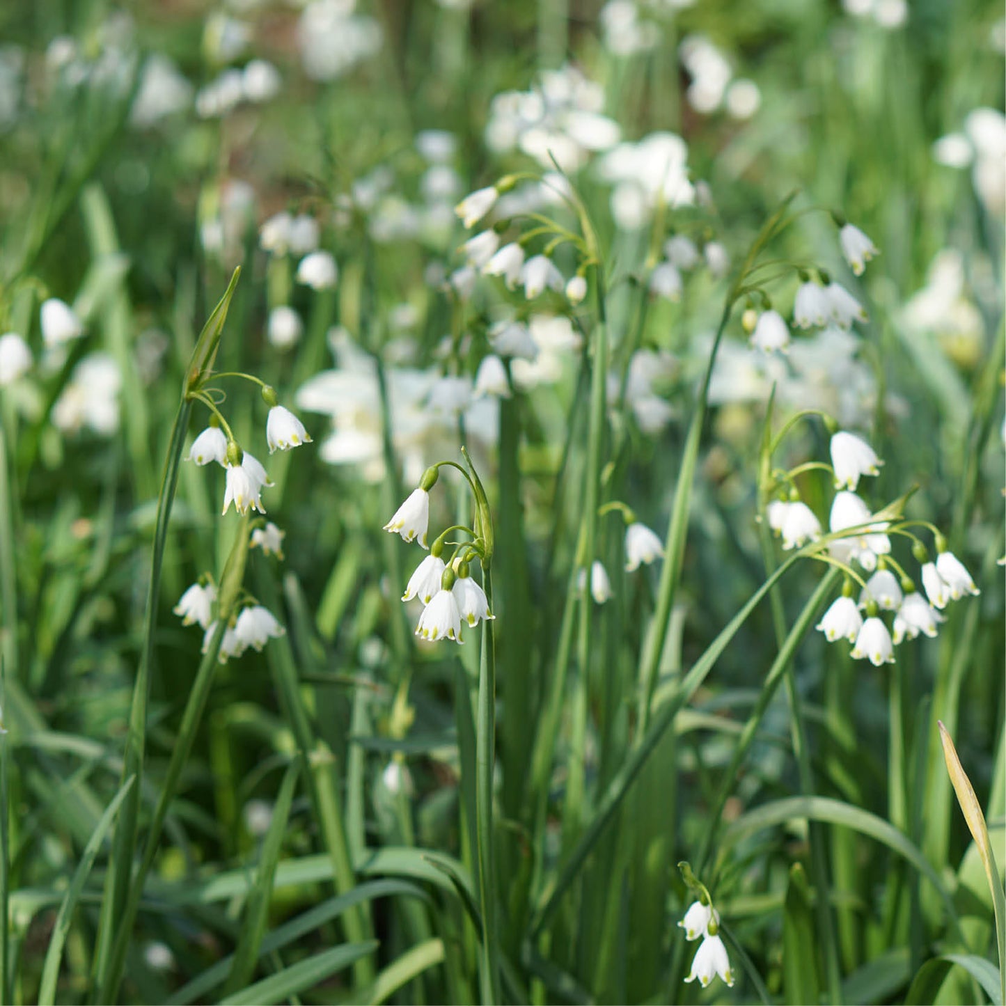 Leucojum aestivum (summer snowflake, 10 bulbs)