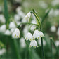 Leucojum aestivum (summer snowflake, 10 bulbs)