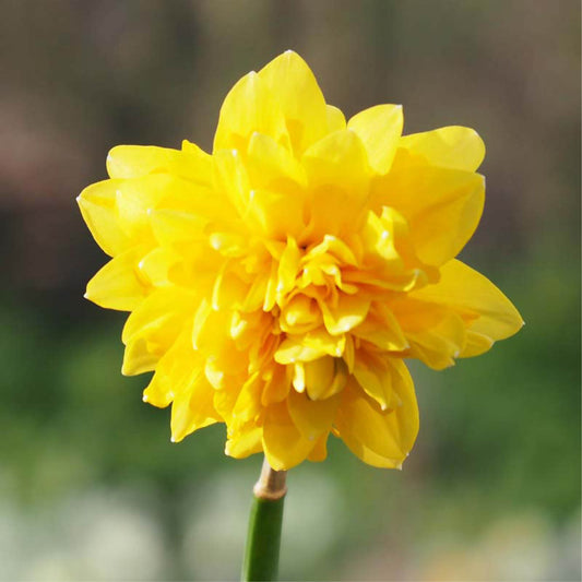 Narcissus 'Tête Rosette' (10 bulbs) BIO