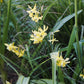 Narcissus 'Angel's Whisper' (10 bulbs)