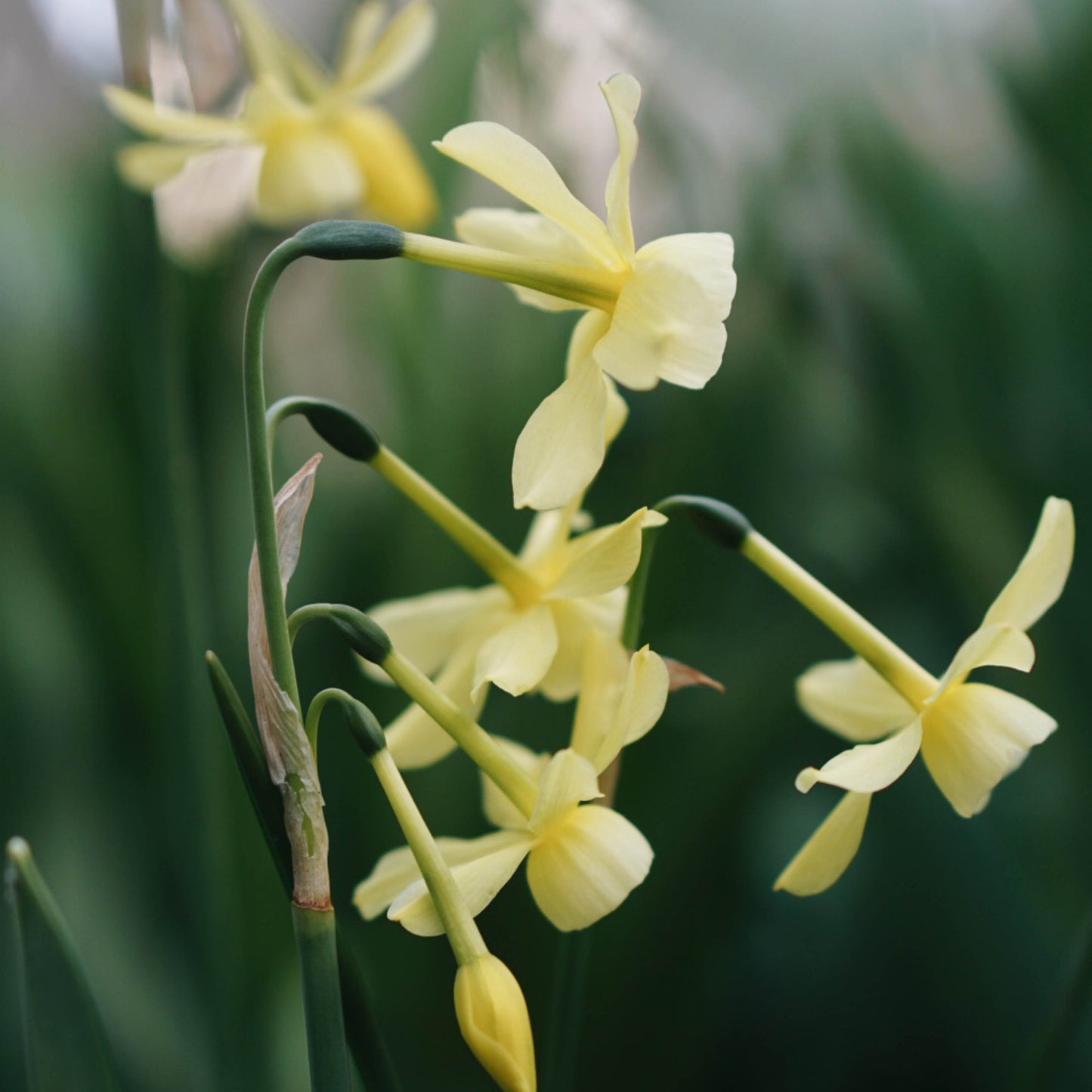 Narcissus 'Angel's Whisper' (10 bulbs)