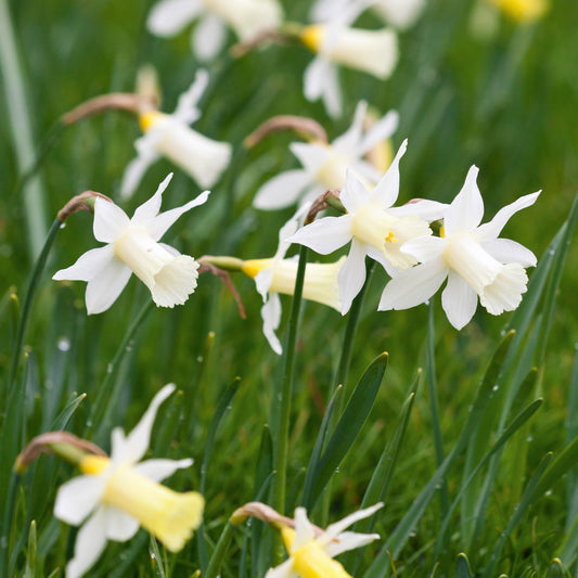 Narcissus 'Elka' (10 bulbs)