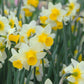 Narcissus 'Golden Echo' (10 bulbs)