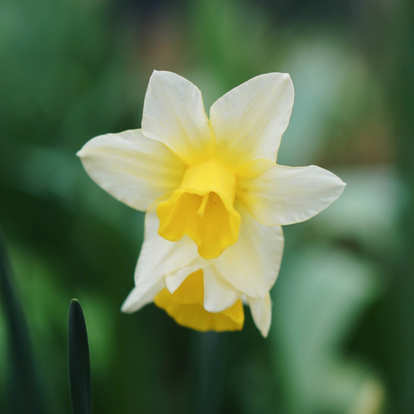 Narcissus 'Golden Echo' (10 bulbs)