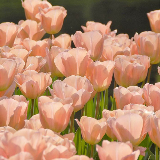 Tulip 'Apricot Beauty' (15 bulbs)