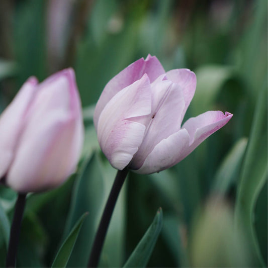 Tulip 'Silver Cloud' (10 bulbs)