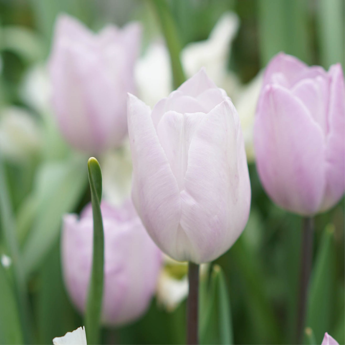 Tulip 'Silver Cloud' (10 bulbs)