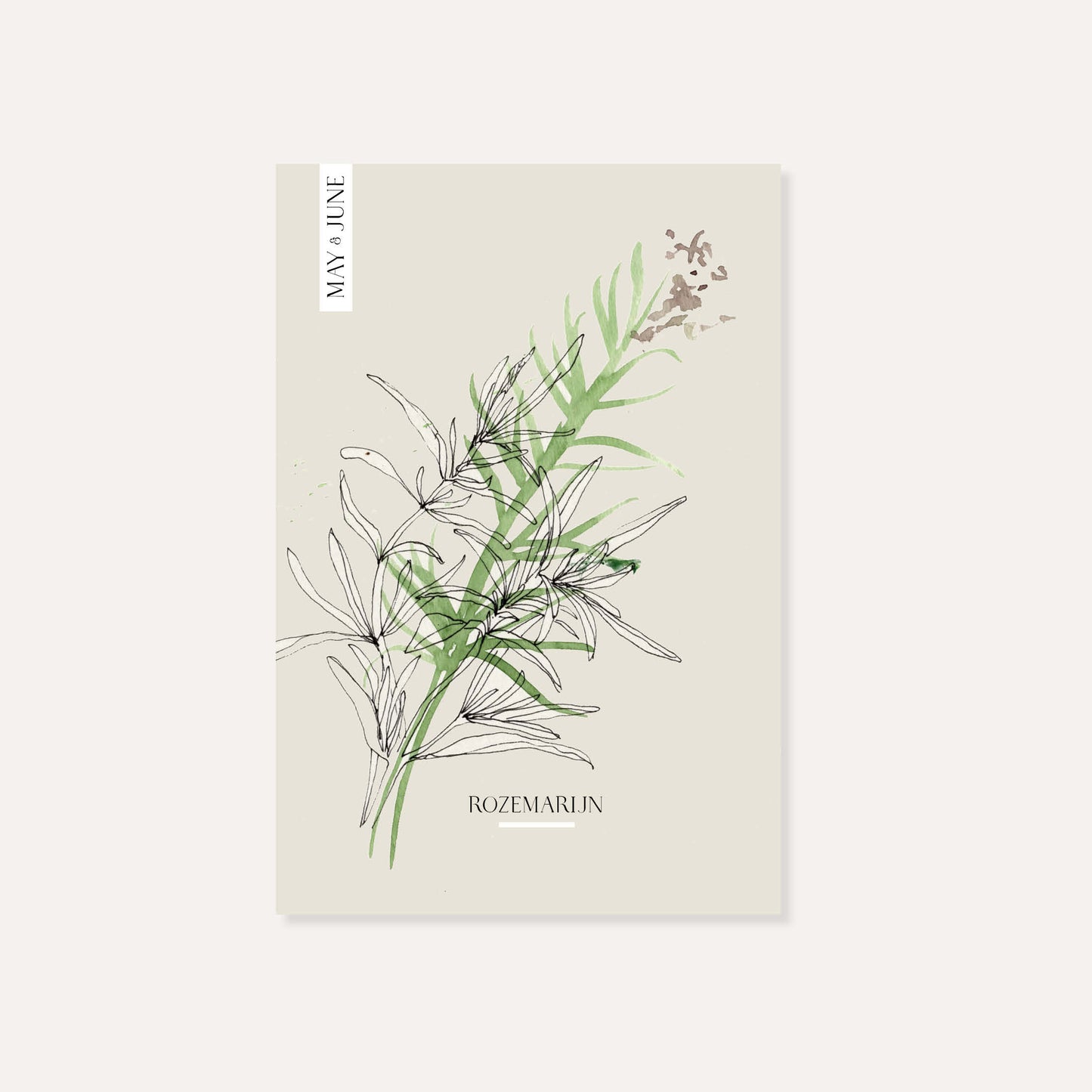 Rosemary (Rosmarinus officinalis)