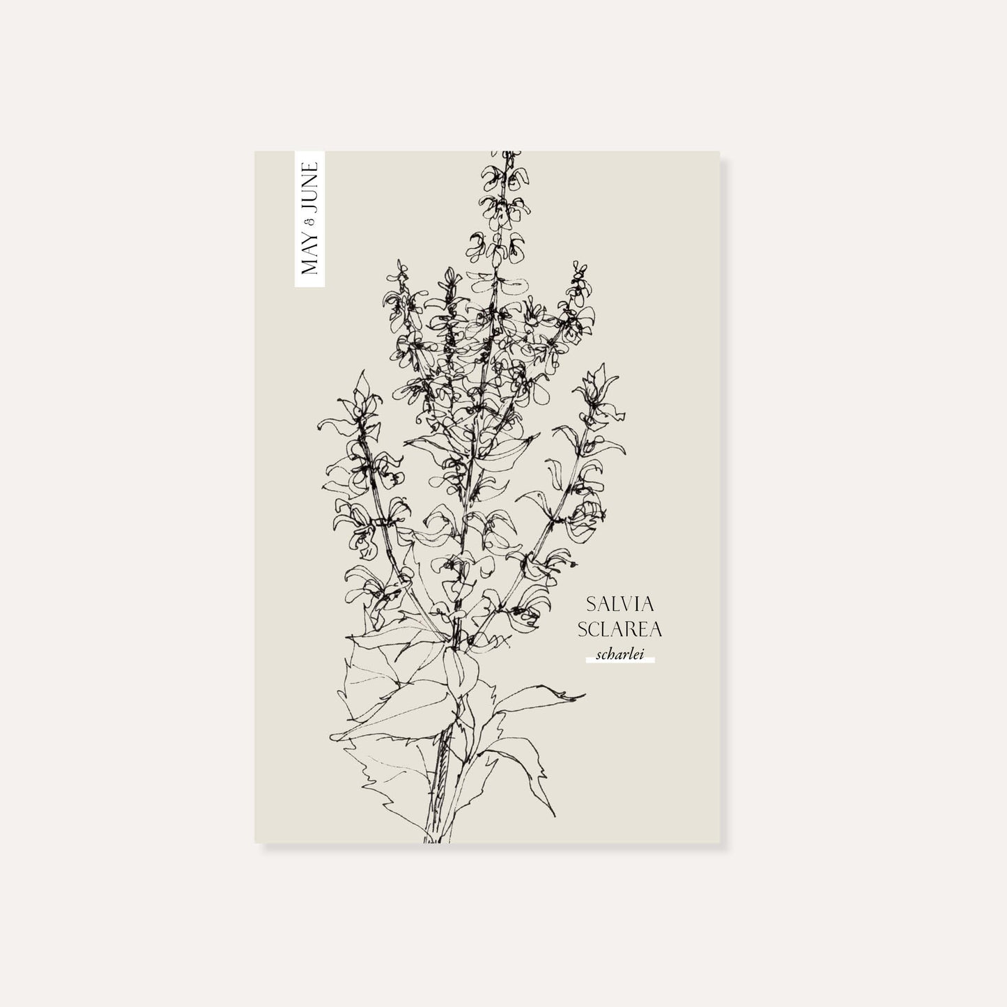 Salvia sclarea (clary sage)