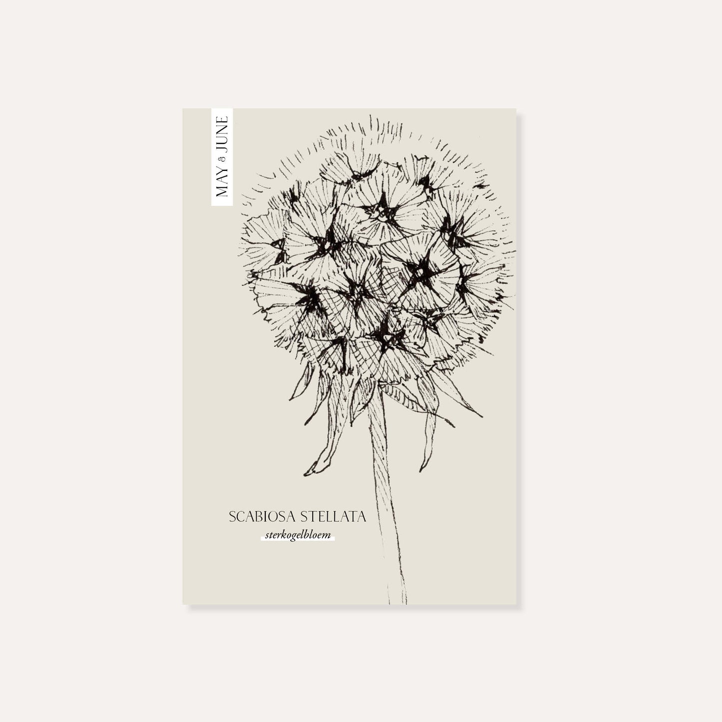 Scabiosa stellata (pigeonweed)