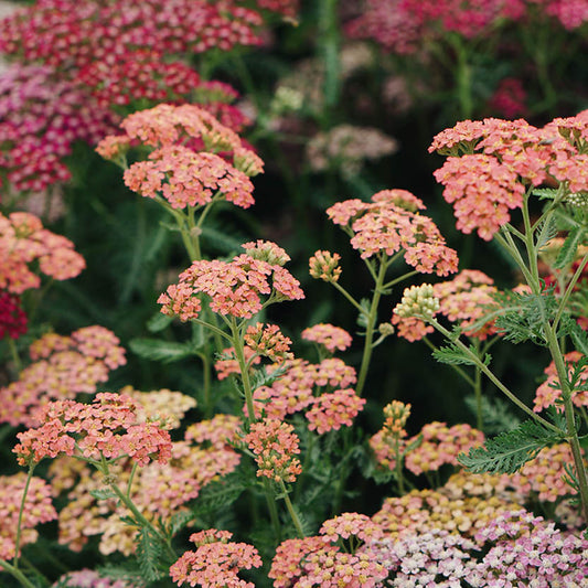 Achillea millefolium 'Summer Pastels' (yarrow)