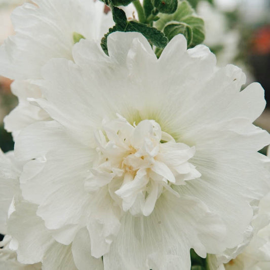 Alcea rosea 'Celebrity White' (Hollyhock)