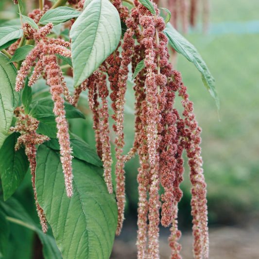 Amaranthus caudatus 'Coral Fountain'