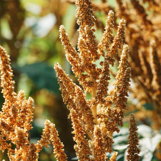 Amaranthus cruentus 'Hot Biscuits'