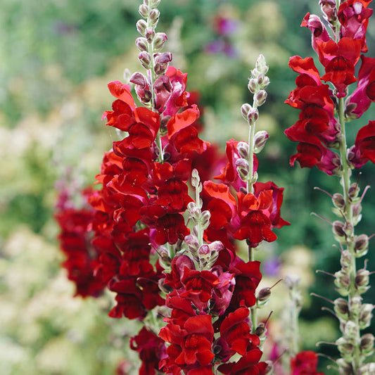 Antirrhinum majus 'Dark Red' (snapdragon)