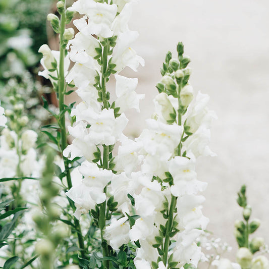 Antirrhinum majus 'White' (snapdragon)