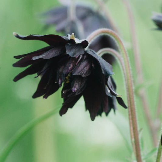 Aquilegia vulgaris 'Black Barlow' (Columbine)