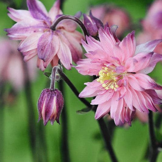 Aquilegia vulgaris 'Rose Barlow' (aquilegia)