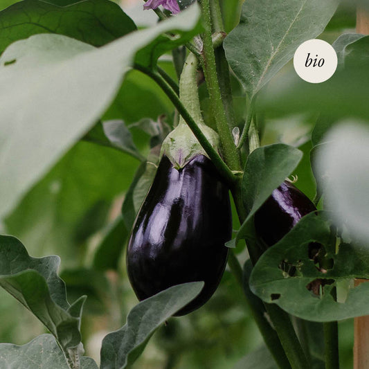 Eggplant 'Black Beauty' BIO