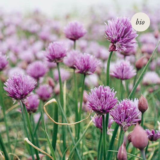 Chives (Allium schoenoprasum)