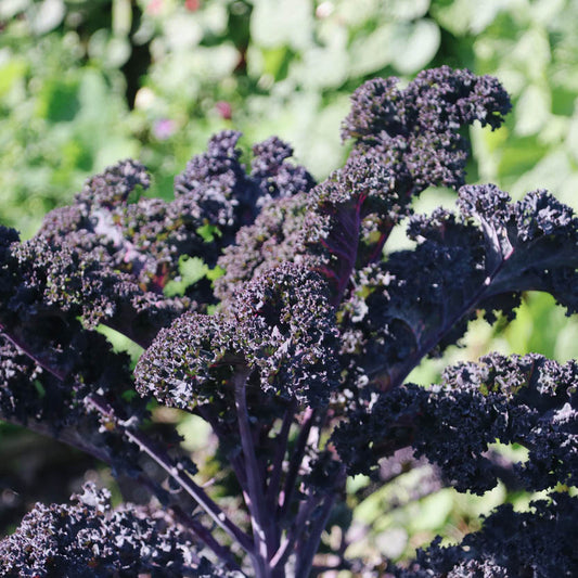 Kale 'Scarlet'