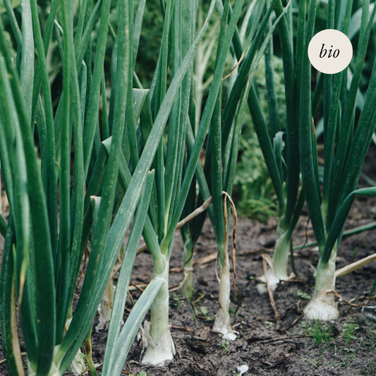 Spring onion 'White Lisbon' BIO