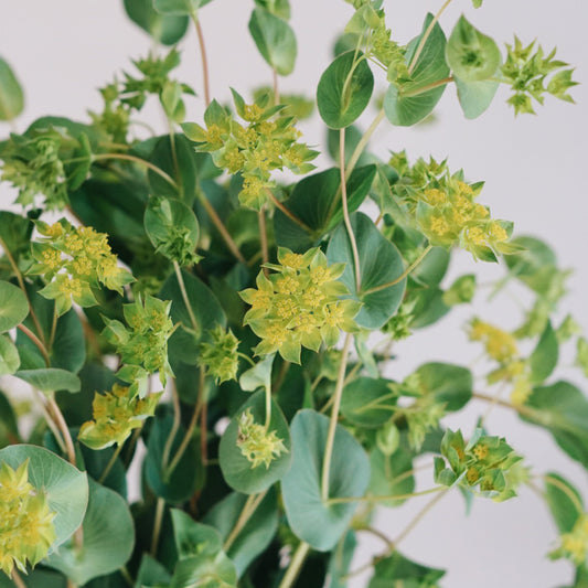 Buplureum rotundifolium 'Griffiti' (golden screen)