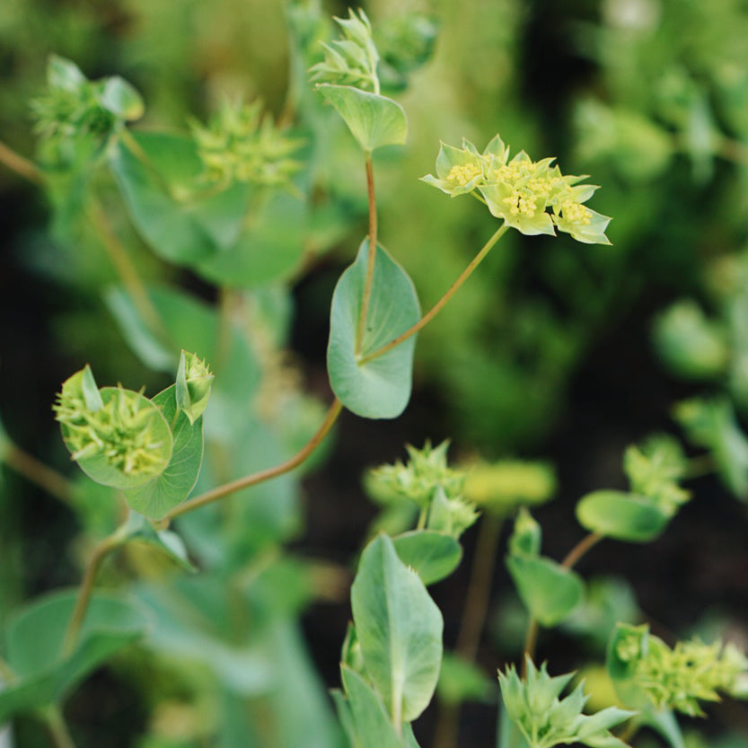 Buplureum rotundifolium 'Griffiti' (golden screen)