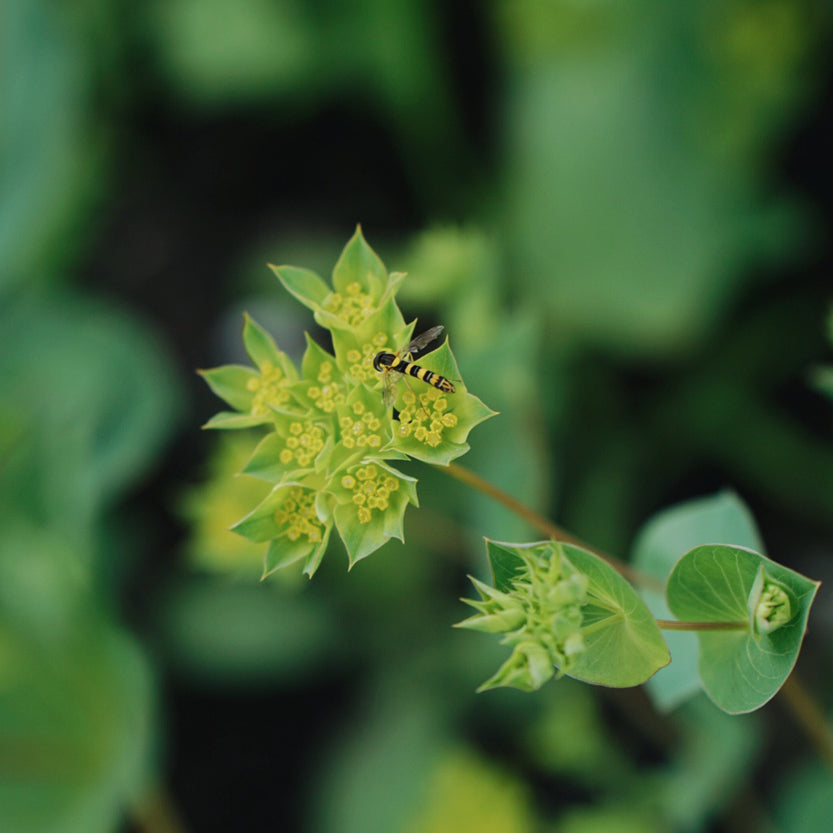 Buplureum rotundifolium 'Griffiti' (golden screen)