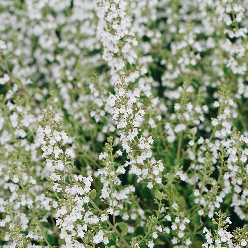 Calamintha nepeta (mountain rock thyme)