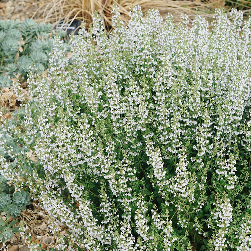 Calamintha nepeta (mountain rock thyme)