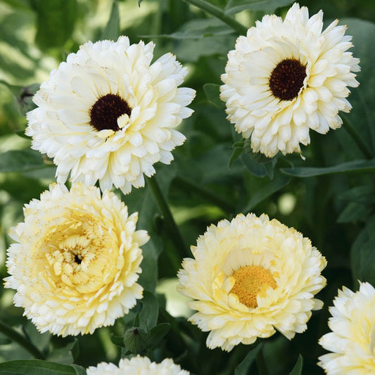 Calendula officinalis 'Ivory Princess' (marigold)