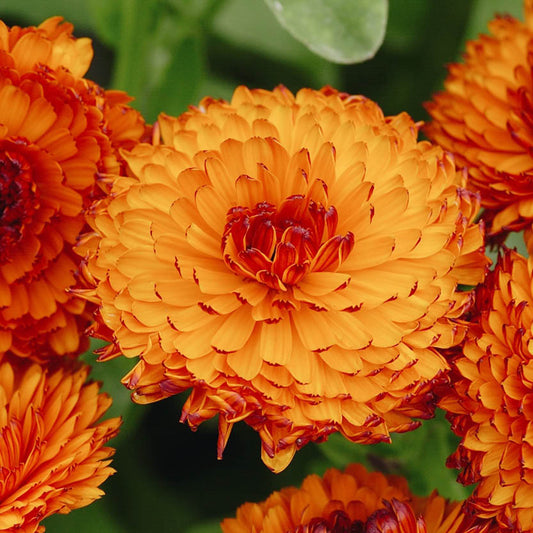 Calendula officinalis 'Neon' (marigold)