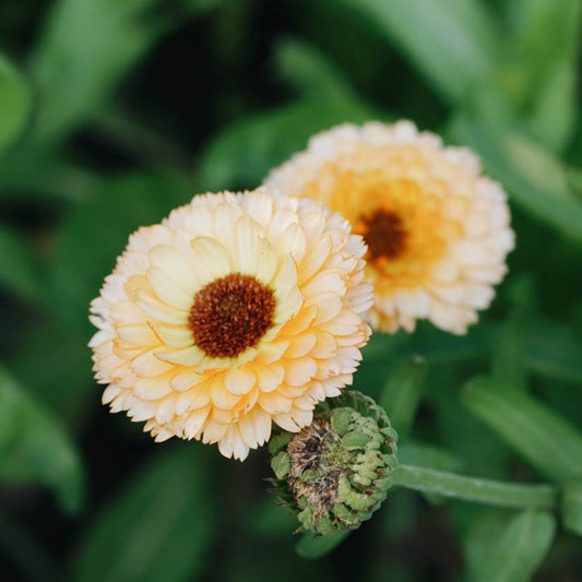 Calendula officinalis 'Pink Surprise' (marigold)