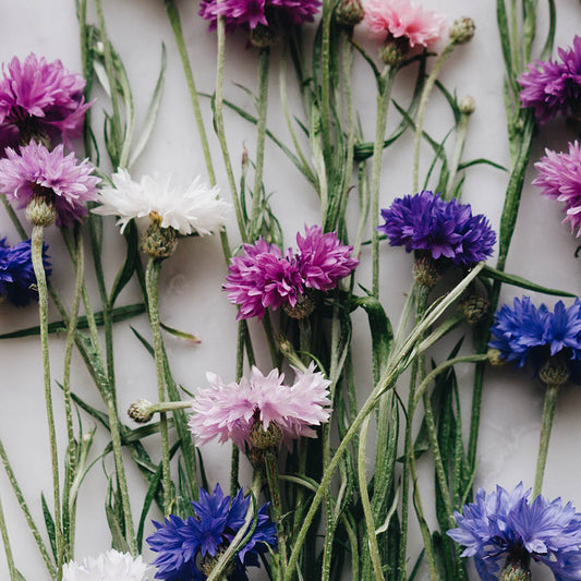 Centaurea cyanus 'Ball Mix' (cornflower)