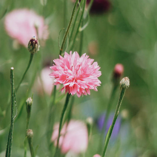 Centaurea cyanus 'Pink Ball' (cornflower)