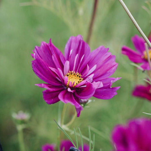 Cosmos bipinnatus 'Fizzy Purple' (cosmea)