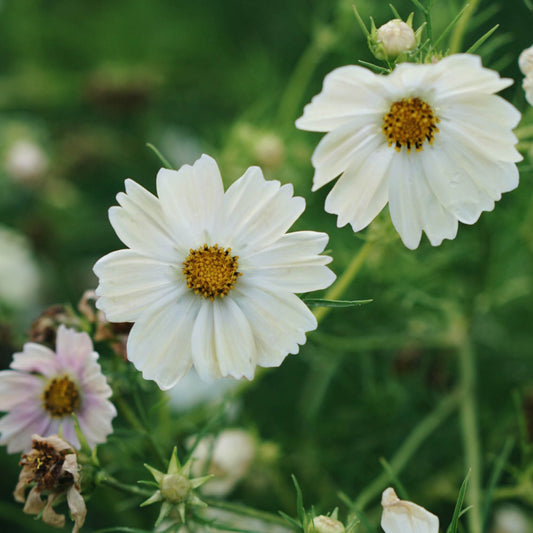 Cosmos bipinnatus 'Kiiro' (cosmea)