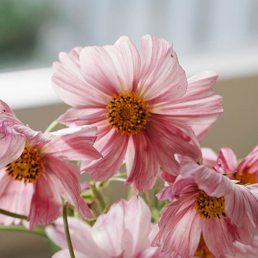 Cosmos bipinnatus 'Rosetta' (cosmea)