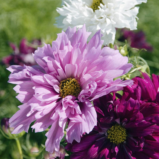 Cosmos bipinnatus 'Double Click Mix' (cosmea)