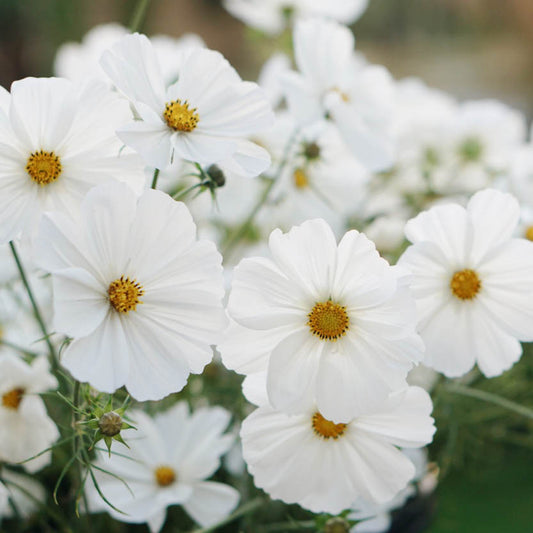 Cosmos bipinnatus 'Purity' (cosmea)